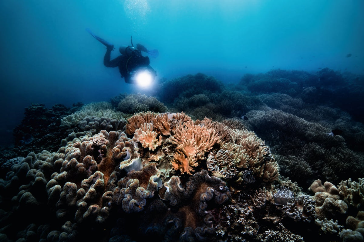 Oris Great Barrier Reef Limited Edition IV - 12